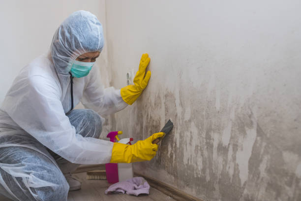 Trusted Isle Of Palms, SC Mold Removal Experts