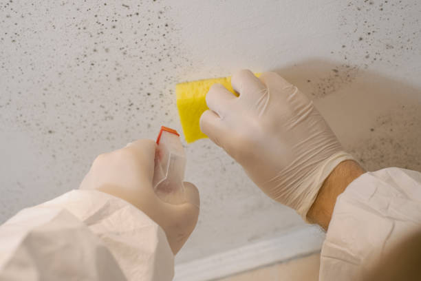 Best HVAC Mold Inspection and Cleaning  in Isle Of Palms, SC