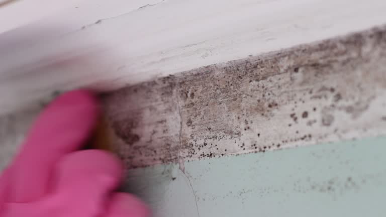 Best Mold Odor Removal Services  in Isle Of Palms, SC